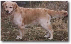obi.jpg (17090 bytes)